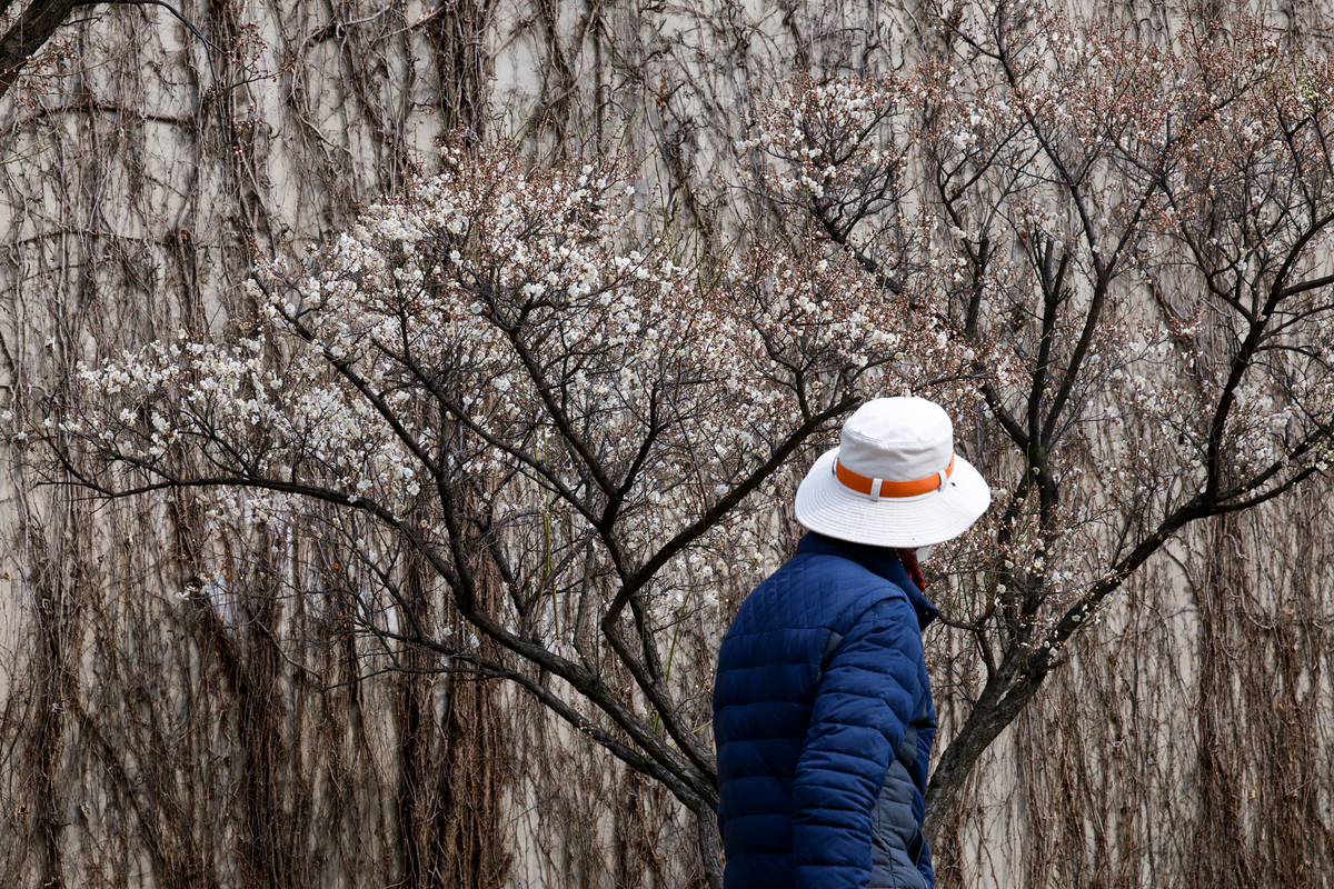 15일 서울 성동구 청계천매화거리에서 시민들이 활짝 핀 매화를 살펴보고 있다.
