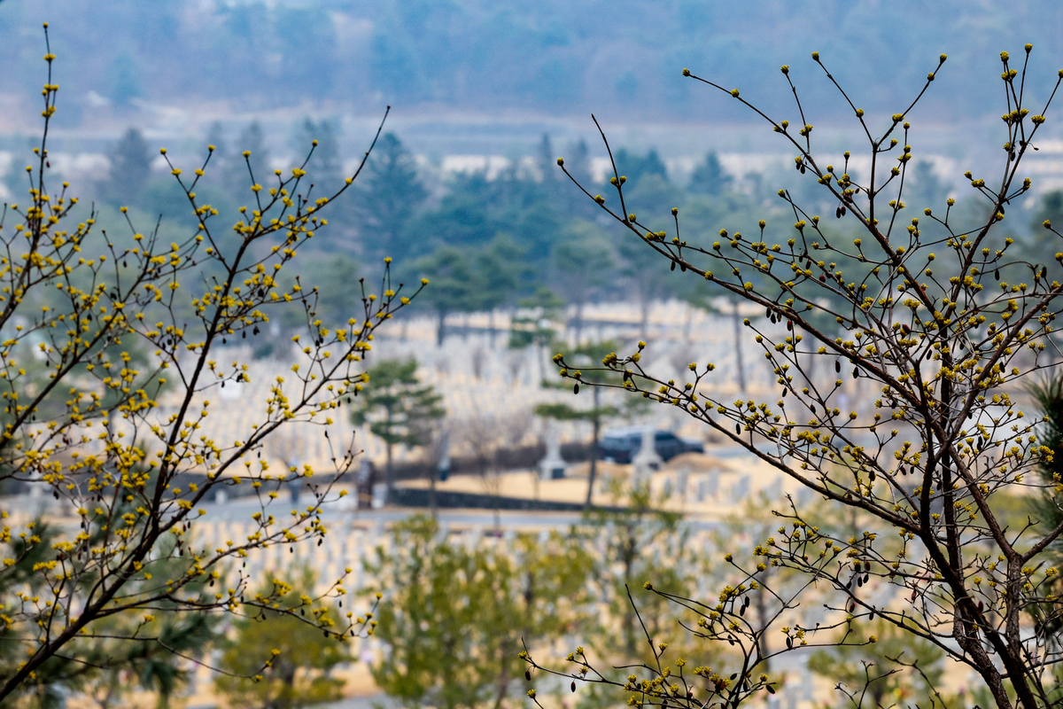 15일 서울 동작구 국립서울현충원에 산수유가 노랗게 피어 있다.