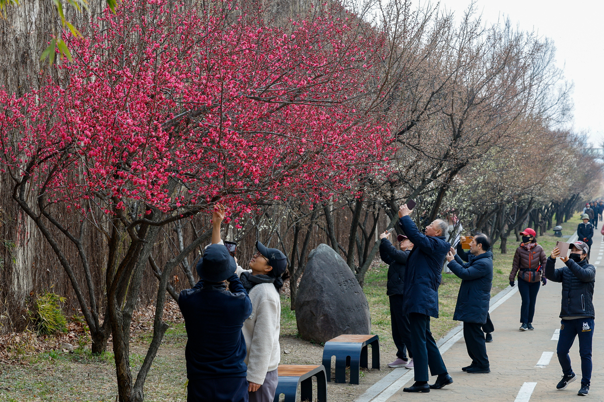 15일 서울 성동구 청계천매화거리에서 시민들이 활짝 핀 홍매화를 구경하고 있다.
