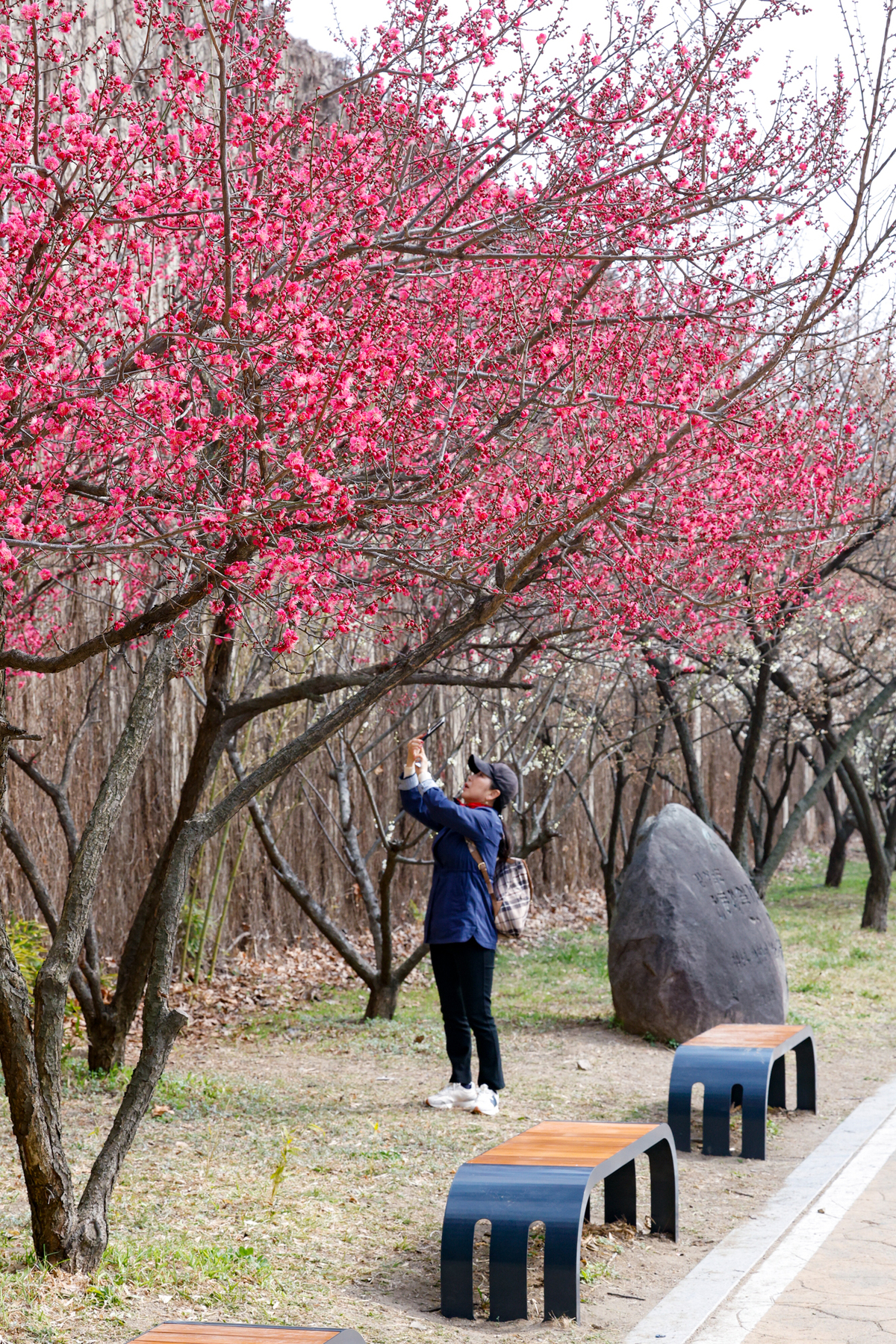 15일 서울 성동구 청계천매화거리에서 시민들이 활짝 핀 홍매화를 구경하고 있다.