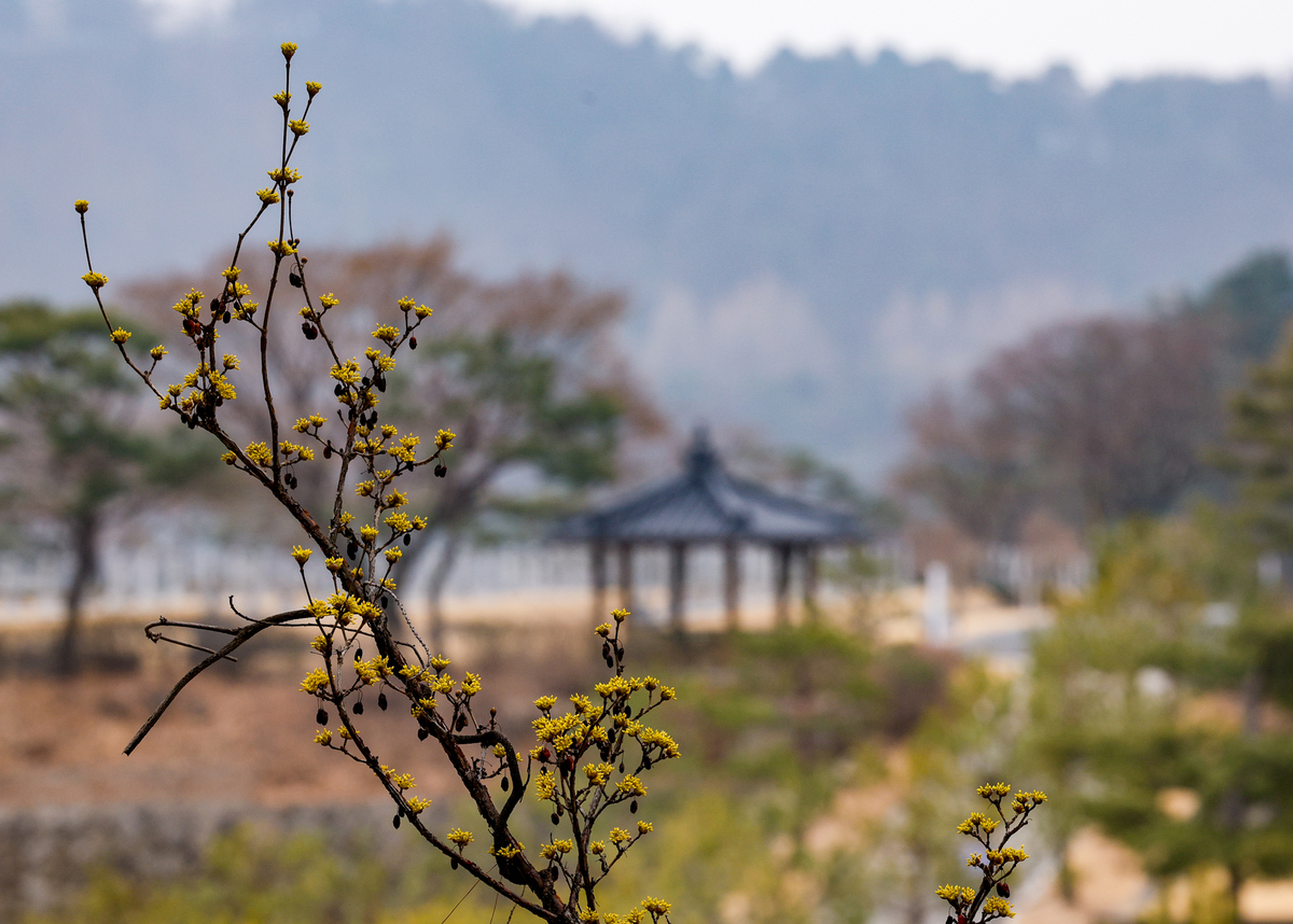 15일 서울 동작구 국립서울현충원에 산수유가 노랗게 피어 있다.