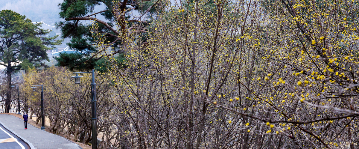 15일 서울 동작구 국립서울현충원에 산수유가 노랗게 피어 있다.