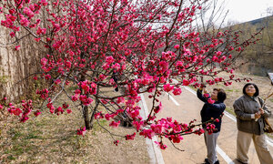 서울에도 봄이 왔나 봄…산수유·홍매화 활짝 [한강로 사진관] 