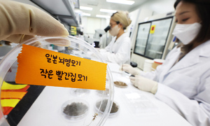 2025년 폭염·폭우에 일본뇌염 모기 개체수 ‘뚝’